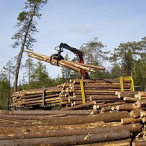 Заготовка и переработка древесины
