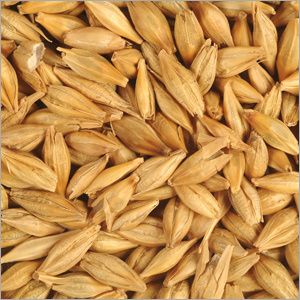 Реализация семян озимых зерновых культур