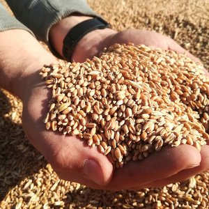 Хранение и складирование семян озимых зерновых культур