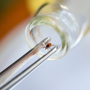 Исследования клещей