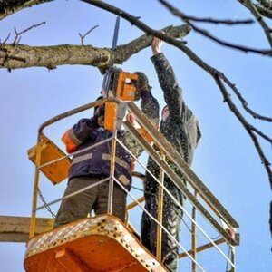 Спил деревьев с использованием бензопилы на вышке