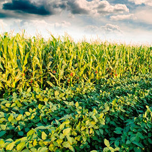 Внесение удобрений