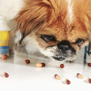 Реализация ветеринарных препаратов
