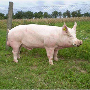 Свиньи породы Йоркшир