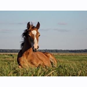 Предоставление лошадей для фотосессий