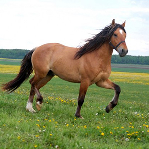 Выращивание лошадей белорусской упряжной породы