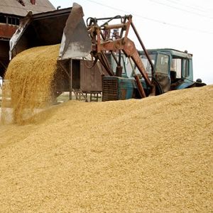 Услуги по обработке и сушке зерна