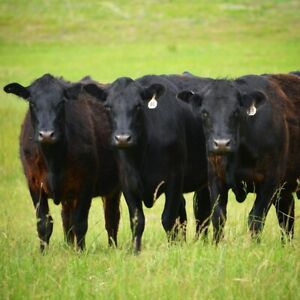 Мясное скотоводство