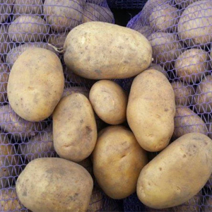 Картофель крупный Бриз