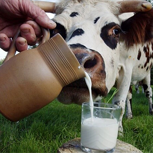 Разведение молочных коров