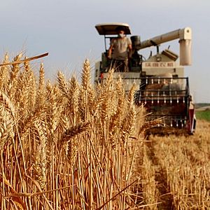 Выращивание зерна