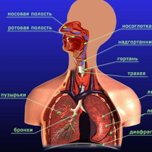 Болезни органов дыхания