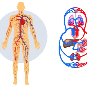Болезни системы кровообращения