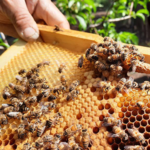 Ведение пчеловодство