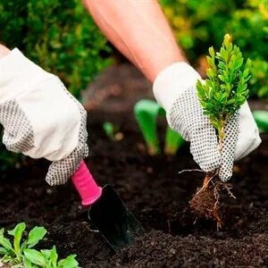 Посадка кустарников