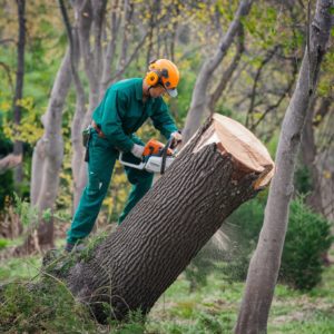 Посадка, обрезка и снос деревьев