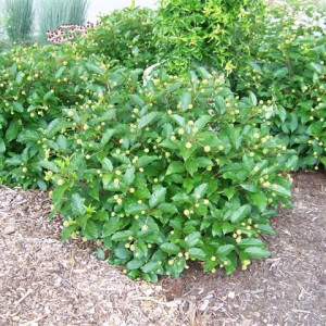 Посадка лиственных кустарников