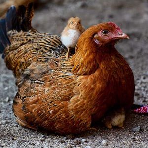 Комбикорм для кур и цыплят