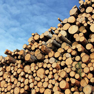 Лесоматериалы для выработки целлюлозы и древесной массы
