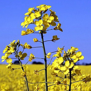 Производство сельхозпродукции