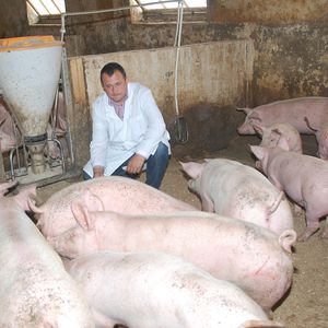 Выращивание свиней
