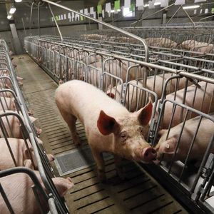 Комплекс по производству свинины