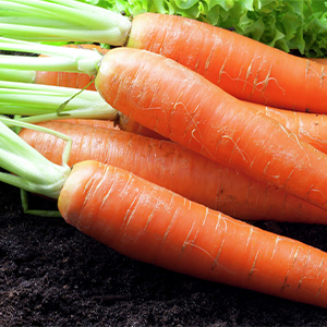 Морковь сортовая