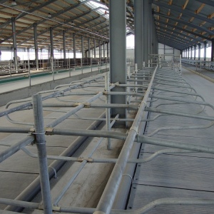 Проектирование молочно-товарных ферм