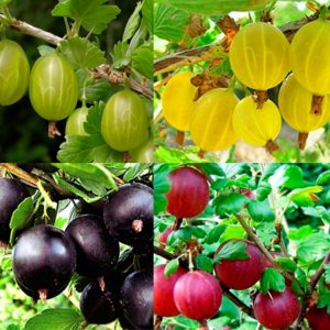 Селекция и интродукция плодов, ягод, орехоплодных культур