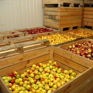 Технологии производства, хранения и переработки плодов и ягод