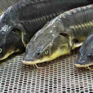 Исследование высокопродуктивных пород рыб