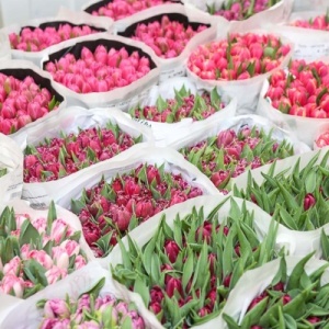 Продажа цветов и растений