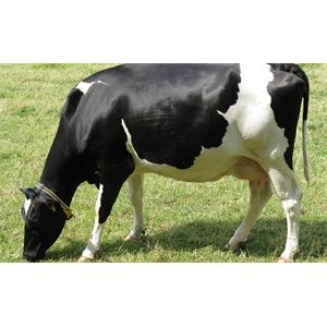 Биопродукция быков молочных пород