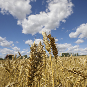 Релизация сельхозпродукции