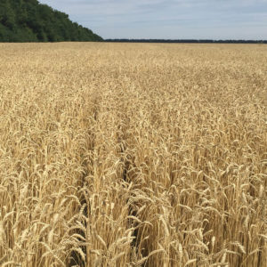Выращивание зерновых культур