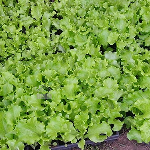 Салатная зелень