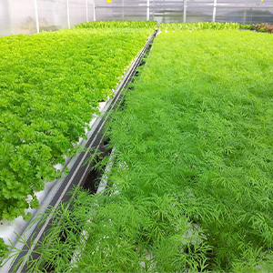 Выращивание укропа