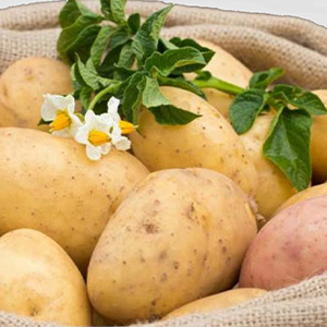 Производитель картофеля