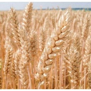 Оптовая торговля зерна высоких репродукций