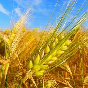 Производство зерновых культур