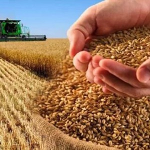 Выращивание зернобобовых культур