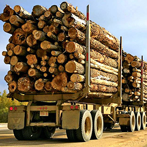 Экспорт древесины