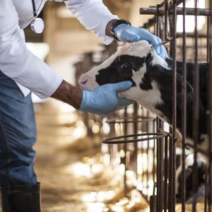 Оказание ветеринарной помощи с/х животным