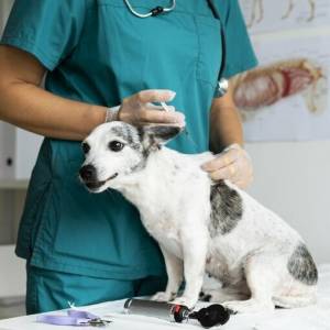 Оказание ветеринарной помощи домашним животным