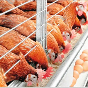 Вакцинация домашних животных