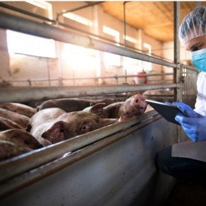 Ветеринарное дело