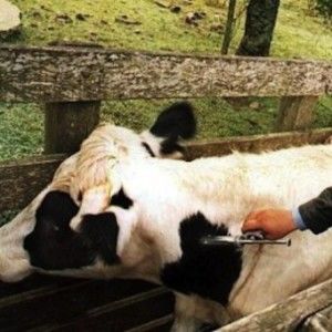 Оказание ветеринарных услуг