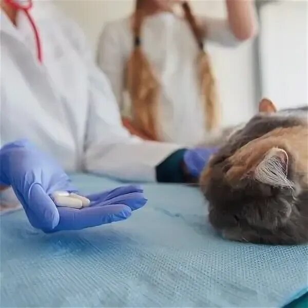 Предоставление ветеринарных услуг