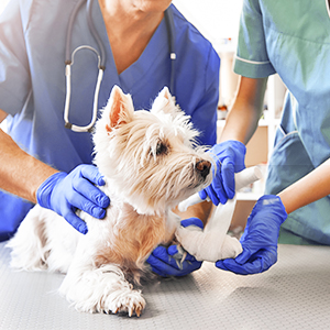 Ветеринарные услуги животным