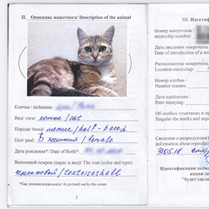 Выдача паспорта на животного